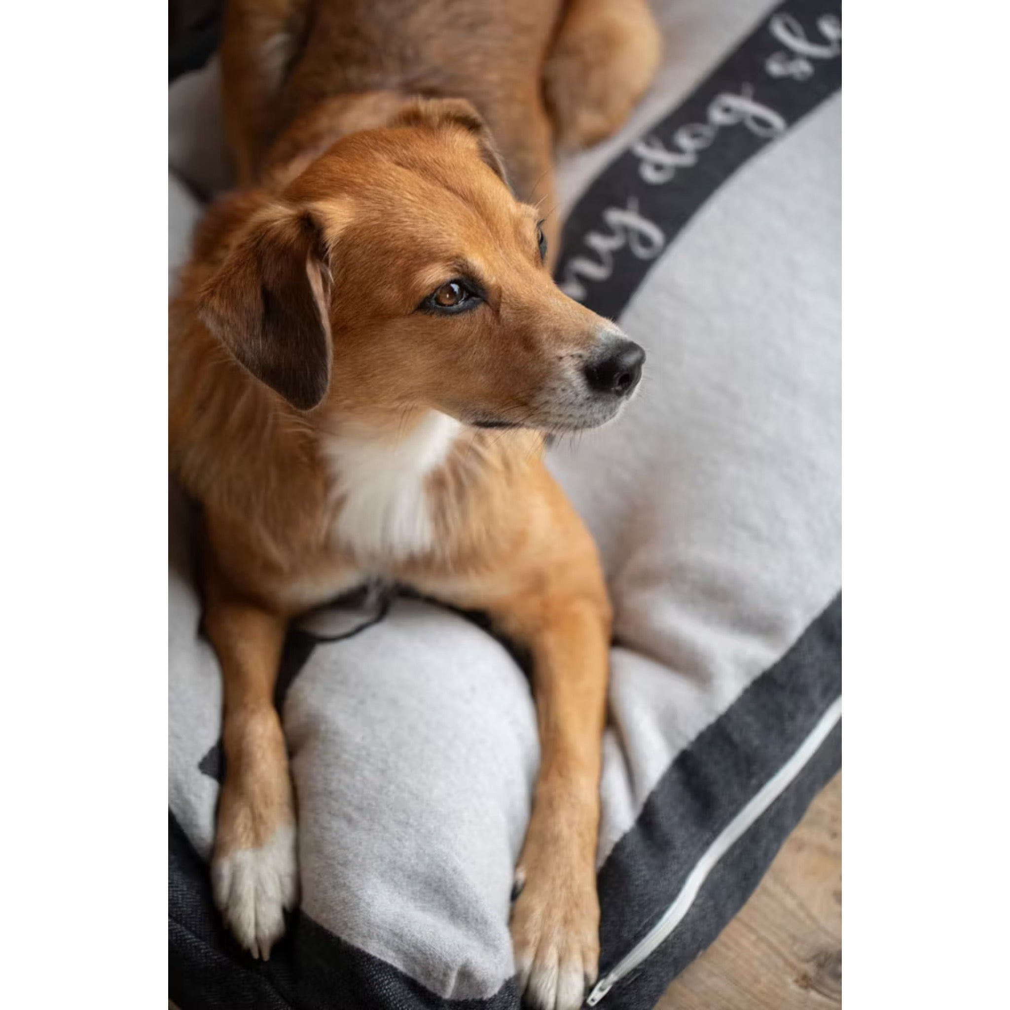 Kissenhülle "Home is where my dog sleeps"